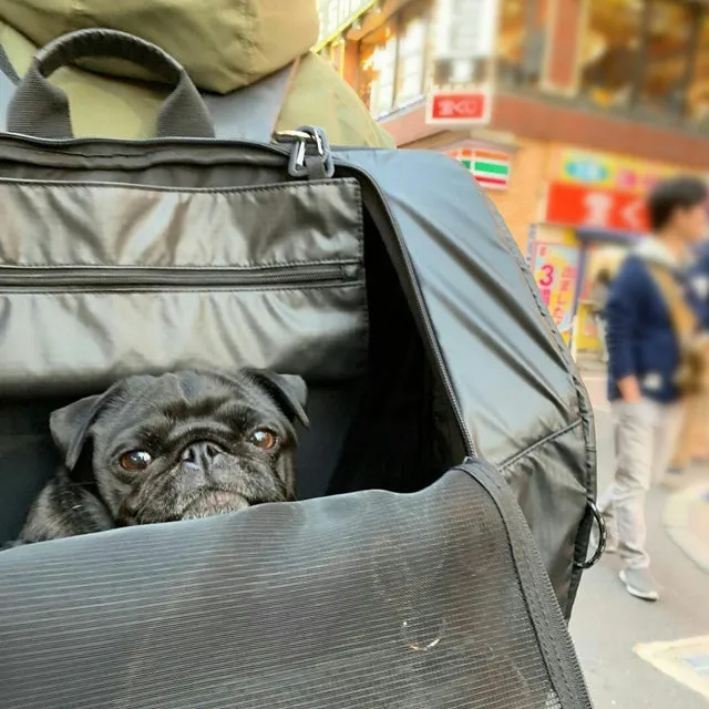 3 WAY BACKPACK CARRIER WIDE